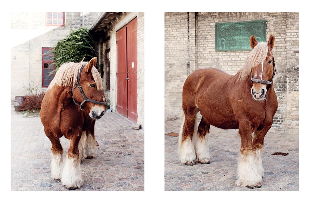 Carlsberg Horses